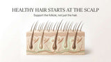 Illustration of healthy scalp hair follicles showing why scalp health supports stronger and healthier hair growth.